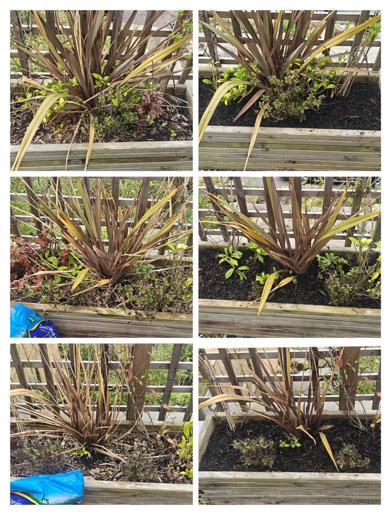 Raised bed weeding and mulching before and after