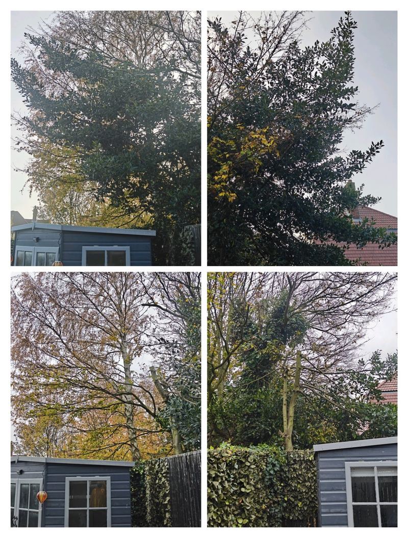 Tree canopy reduction before and after